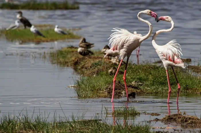 Lake Nakuru National Park