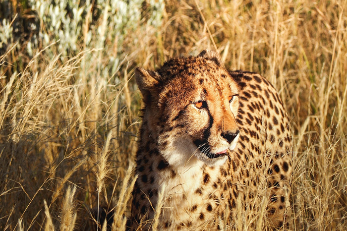 10-Day Uganda Grand Primate & Wildlife Safari Adventure1