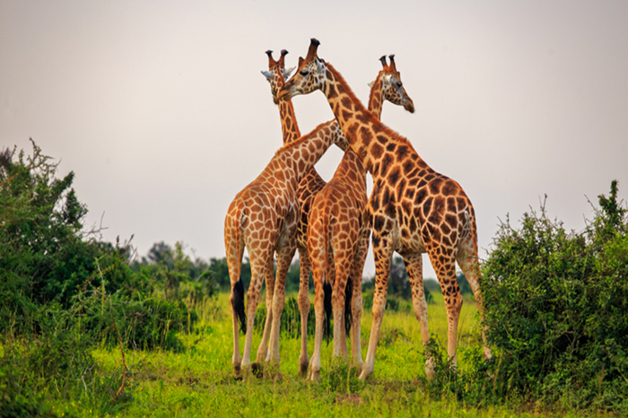 10-Day Uganda Grand Primate & Wildlife Safari Adventure3
