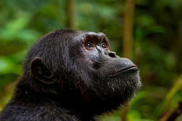 3-day-kibale-primate-adventure-uganda1