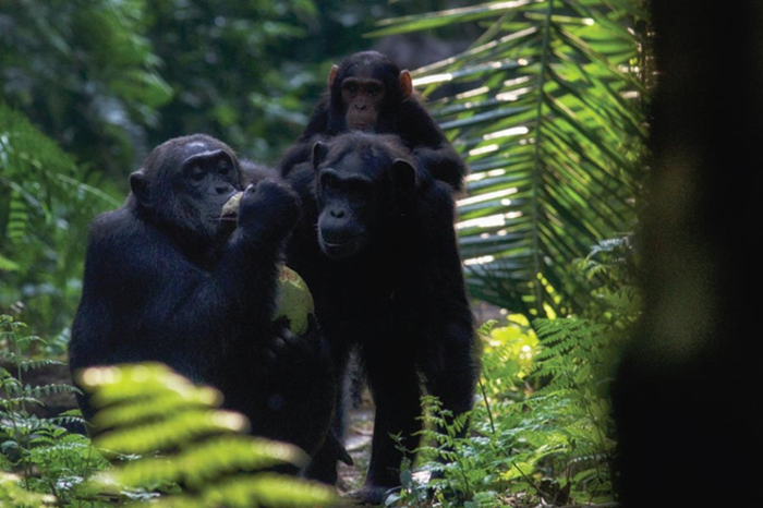 3-day-kibale-primate-adventure-uganda2