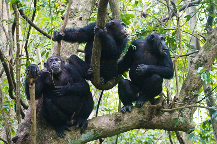 3-day-kibale-primate-adventure-uganda3