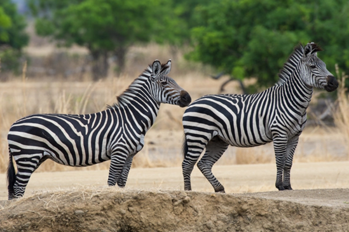 4-Day Serengeti & Ngorongoro Safari Adventure3