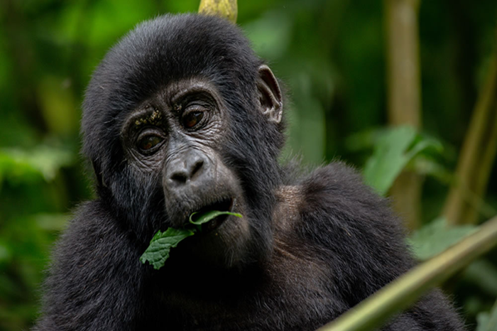 4 Days Gorilla Cultural Safari3