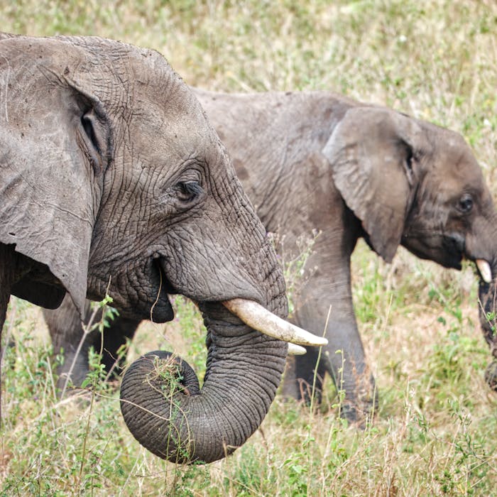 5-Day Family Safari in Arusha & Manyara2