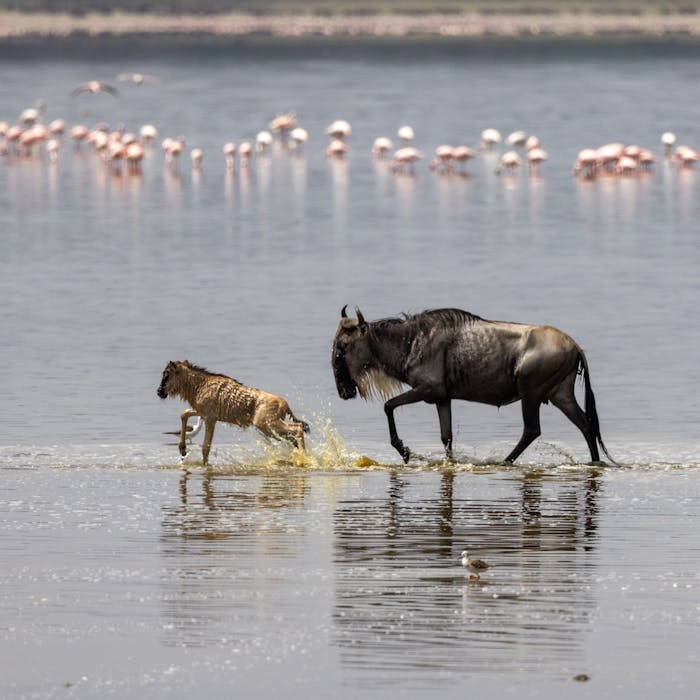 5-Day Family Safari in Arusha & Manyara3