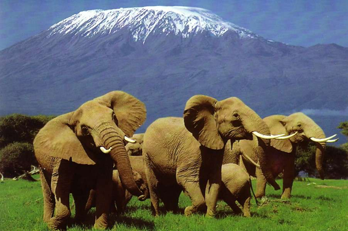 5-Day Tarangire, Serengeti Ngorongoro Safari Tour2