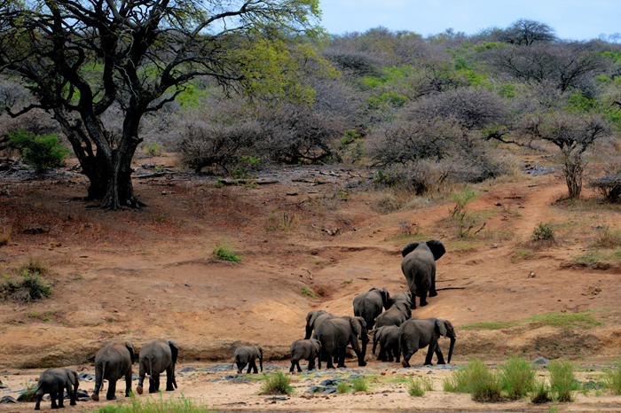 8 Days Kenya’s Big Five Circuit2