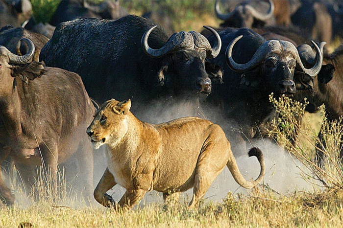 8 Days Kenya’s Big Five Circuit3