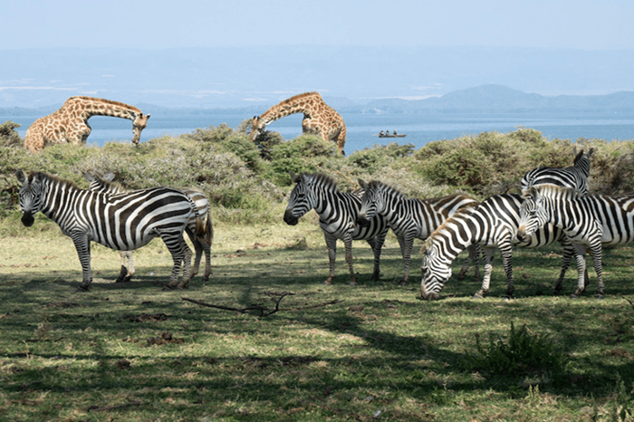 Affordable Kenya Wildlife Safari1