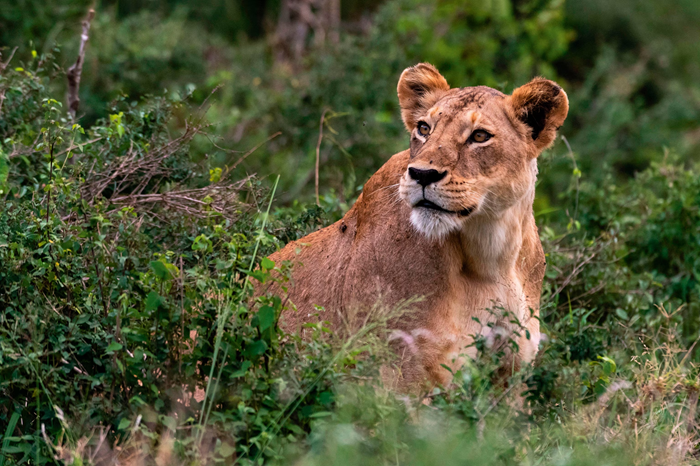 Affordable Kenya Wildlife Safari3