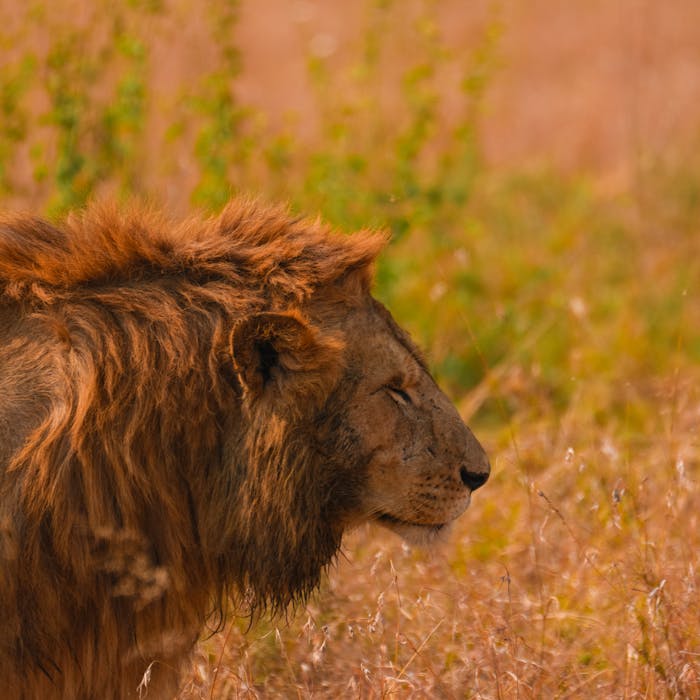 Akagera Safari Adventure2