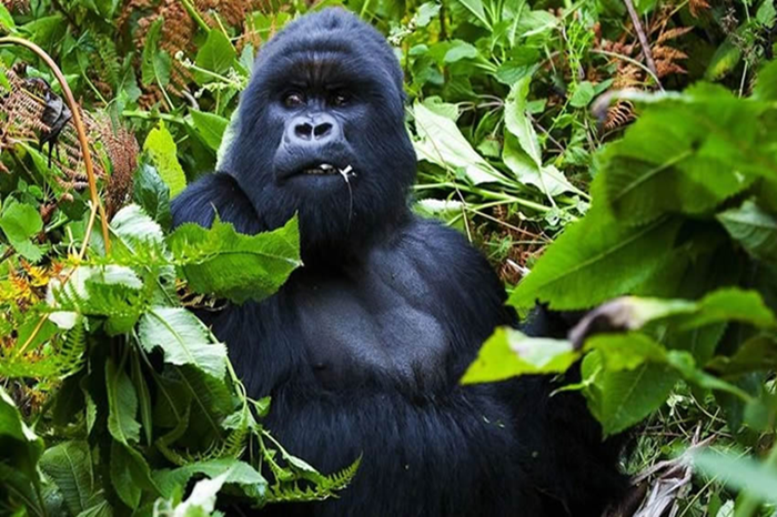 Bwindi Gorilla Trekking Safari1