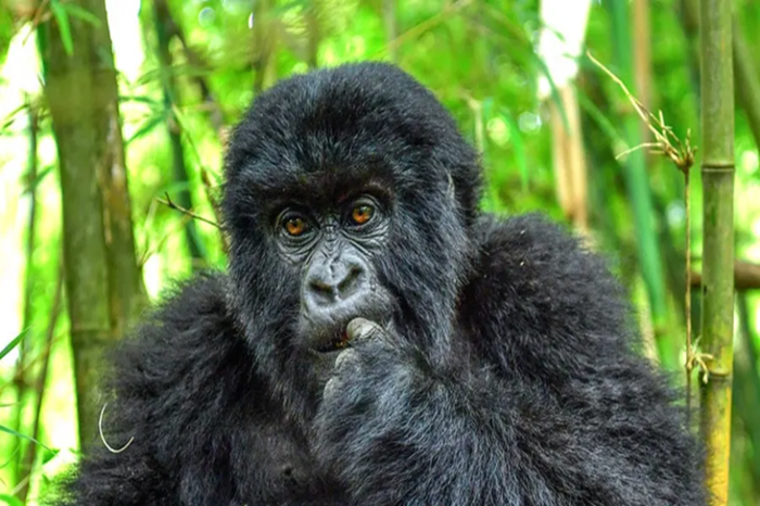 Bwindi Gorilla Trekking Safari3