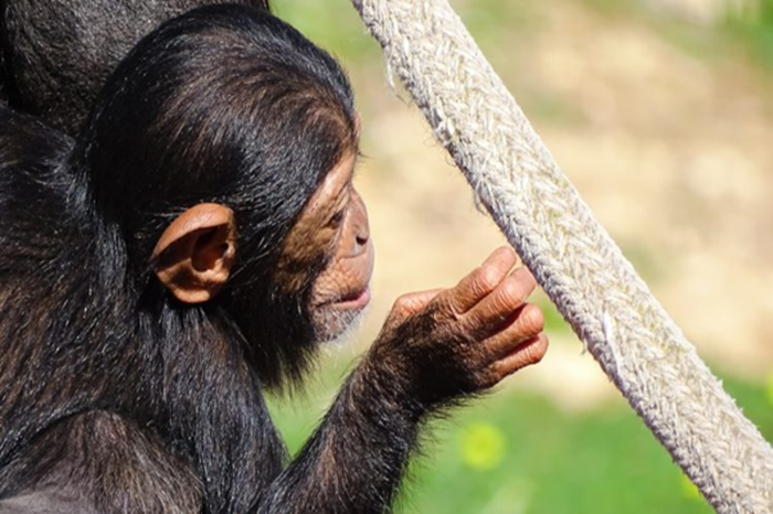 Chimpanzee Trekking & Canopy Walk in Nyungwe1