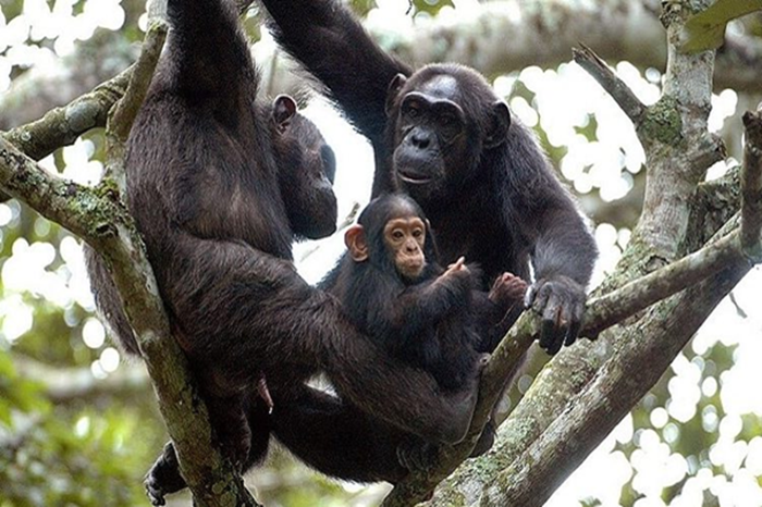 Chimpanzee Trekking & Canopy Walk in Nyungwe2