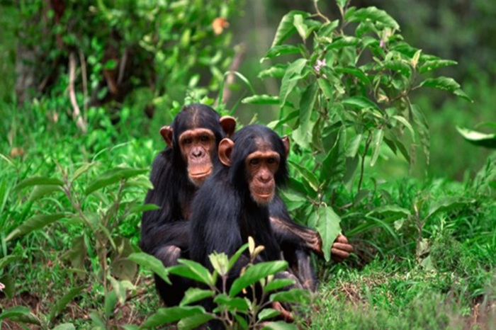 Chimpanzee Trekking & Canopy Walk in Nyungwe3