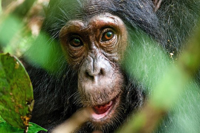 Chimpanzee Trekking