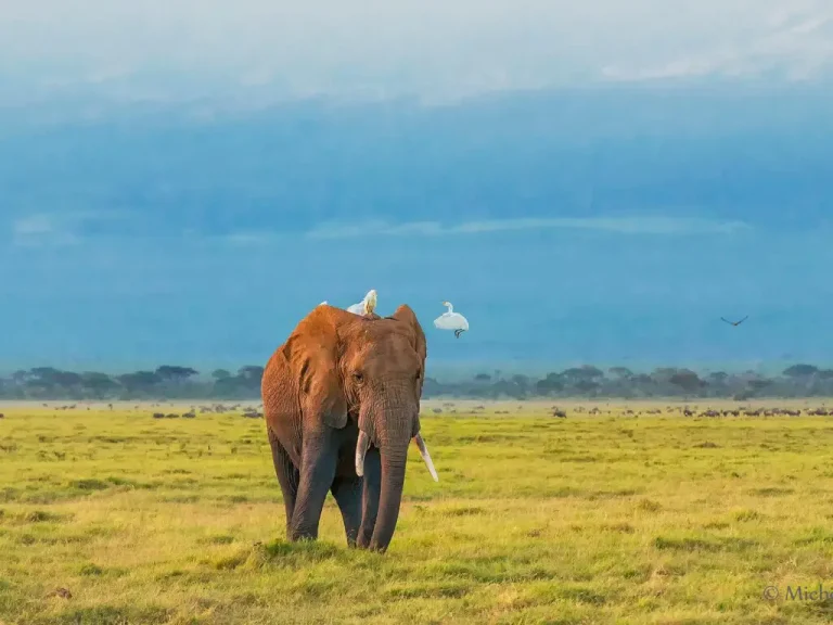 Elephant-Amboseli-national-park-Kenya-1024x768