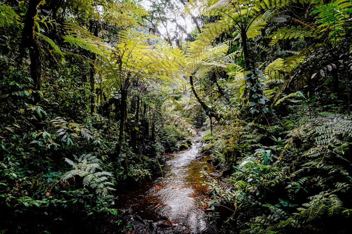 Forest Walks