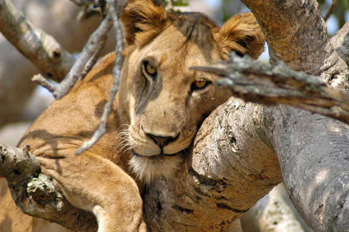 Game Drives
