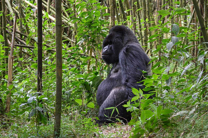 Gorilla Trekking & Lake Kivu1