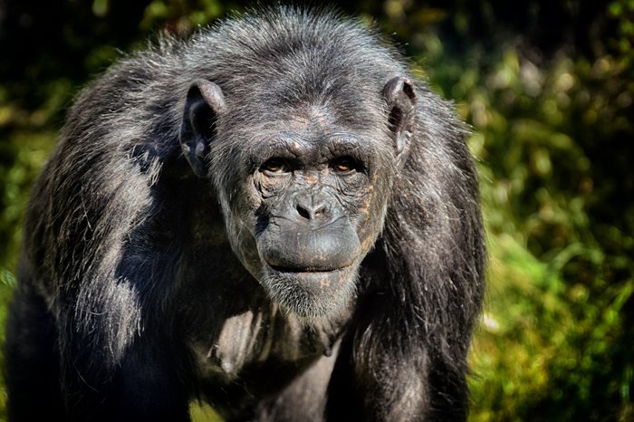 Gorilla Trekking & Lake Kivu2