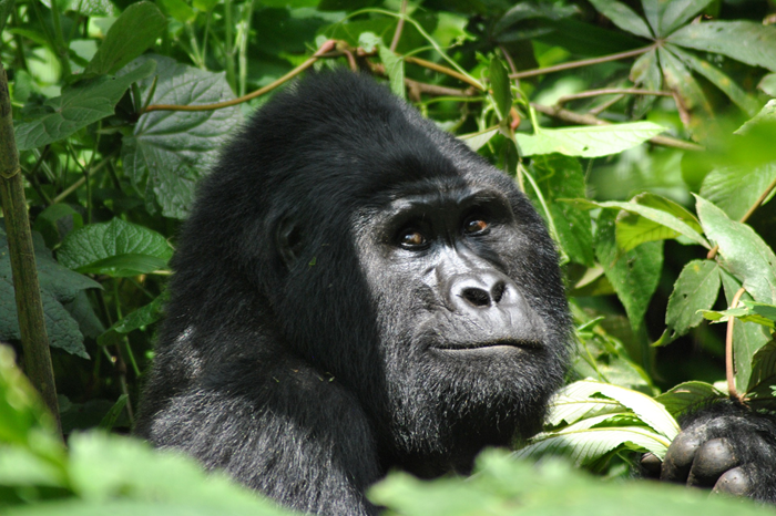 Gorilla Trekking & Lake Kivu3