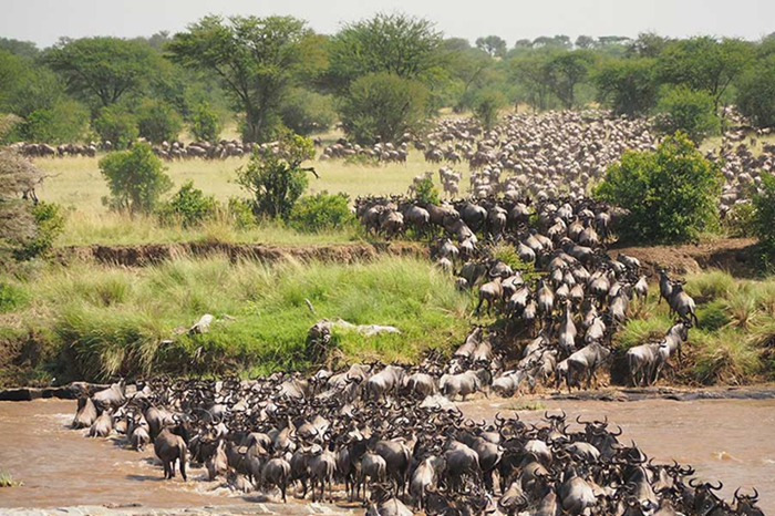 Great Migration Safari in Tanzania1