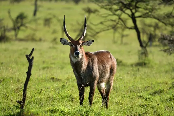 Kenya 2