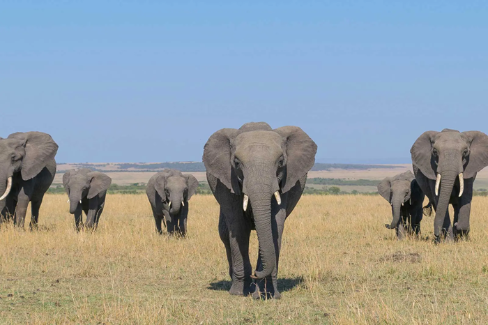Kenya Big Five Safari Adventure2