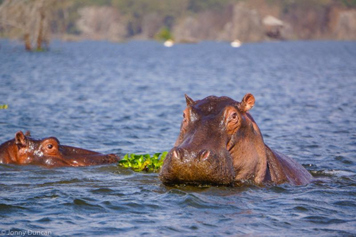 Lake Naivasha