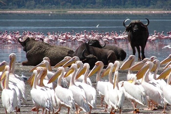 Lake Nakuru