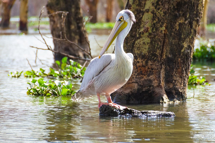Lake Nakuru & Bogoria 5-Day Birdwatching Safari1