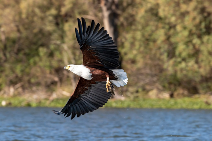 Lake Nakuru & Bogoria 5-Day Birdwatching Safari2