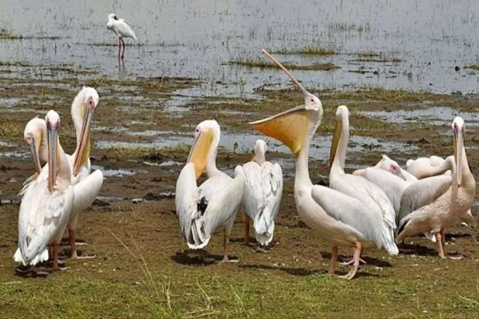 Lake Nakuru & Bogoria 5-Day Birdwatching Safari3