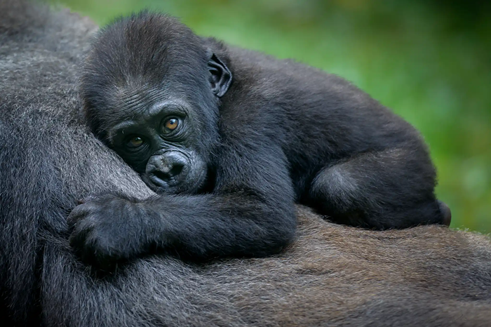 Luxury Gorilla & Big Five Safari Rwanda1