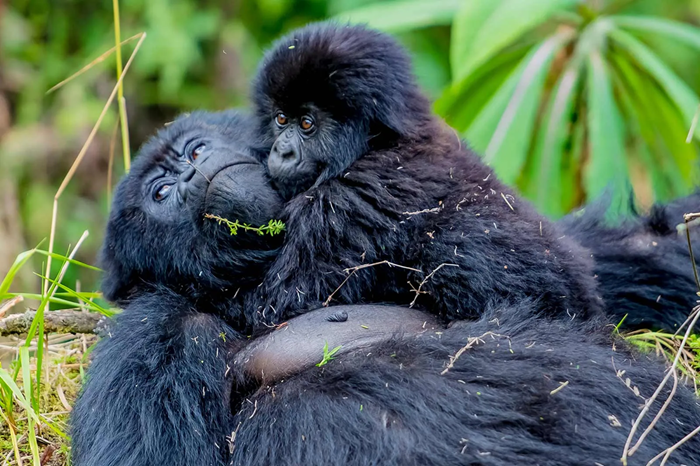 Luxury Gorilla & Big Five Safari Rwanda2