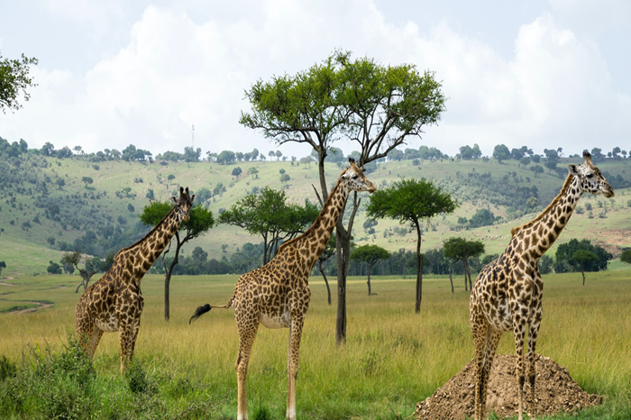 Luxury Kenya Wildlife & Scenic Safari