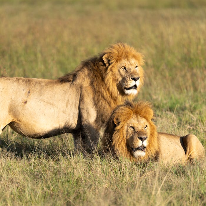 Maasai Mara & Amboseli Luxury Safari
