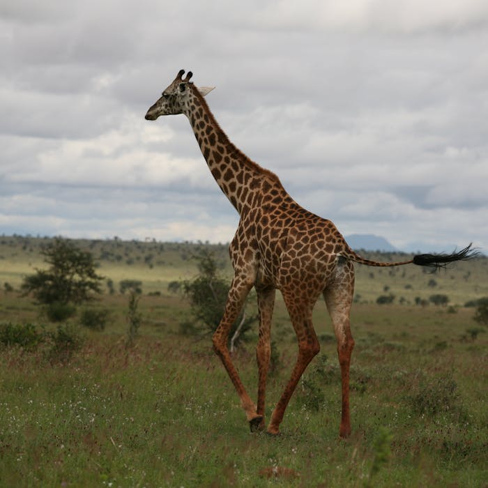 Maasai Mara & Amboseli Luxury Safari2