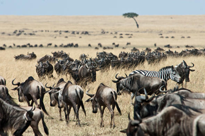 Maasai Mara National Reserve2