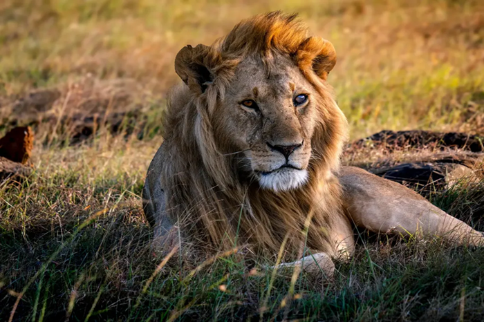 Maasai Mara National Reserve3