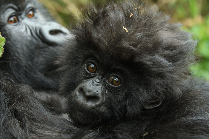 Mountain Gorilla Trekking Adventure in Rwanda1