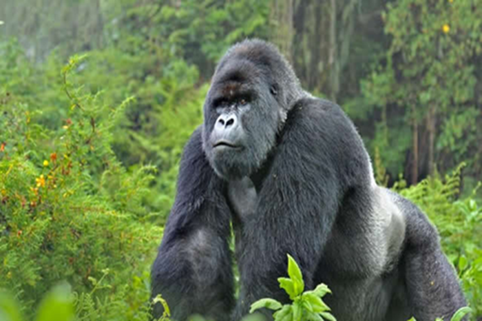 Mountain Gorilla Trekking Adventure in Rwanda2