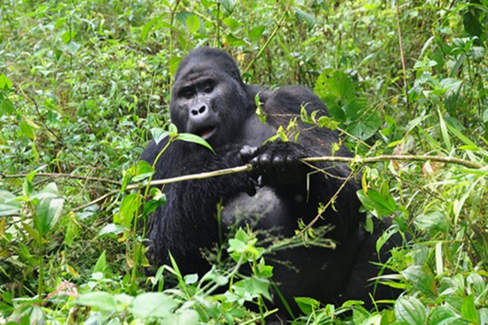 Mountain Gorilla Trekking Adventure in Rwanda3
