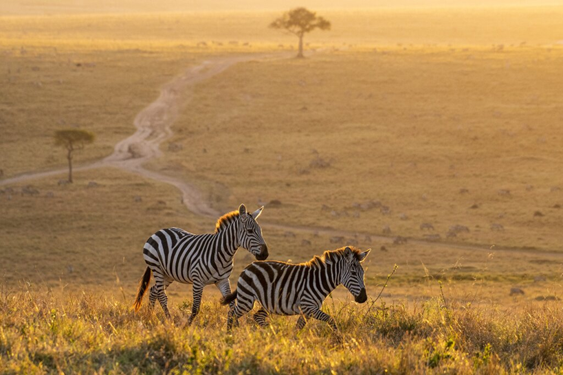 Nairobi City Highlights & Maasai Mara Safari Tour1