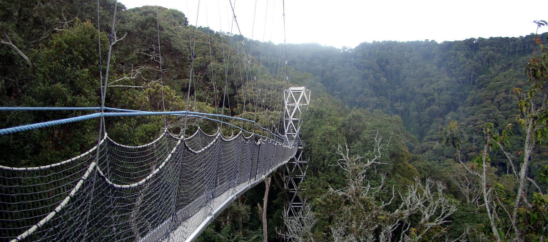 Nyungwe National Park