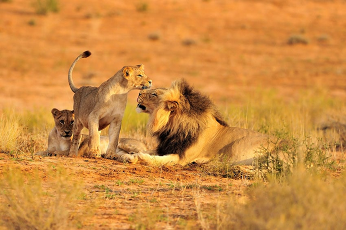 Ruaha