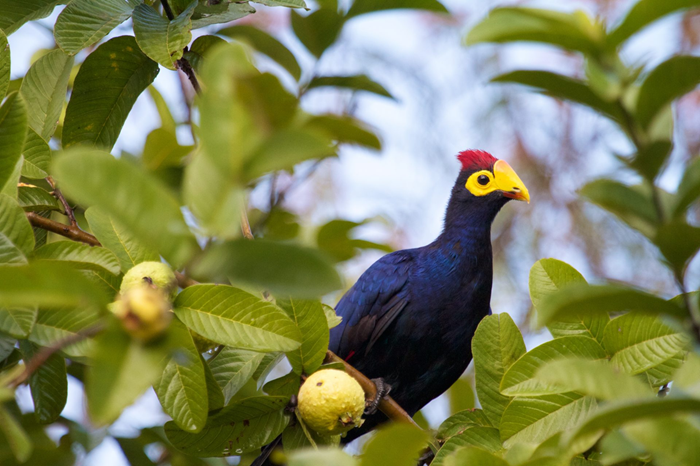 Rwanda Birdwatching Safari1